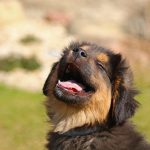 Dog Poop Pickup in Sylvan Lake