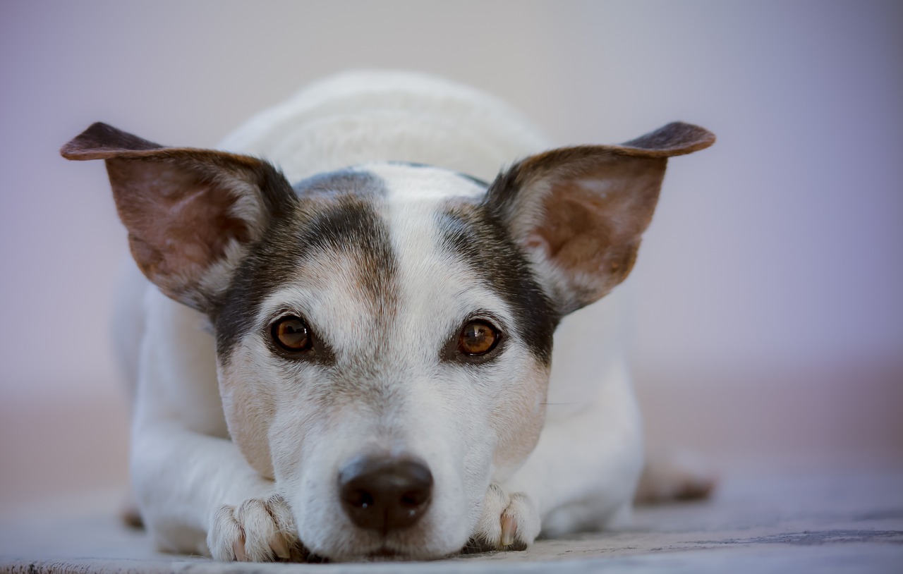 Dog Poop Pickup in Sylvan Lake