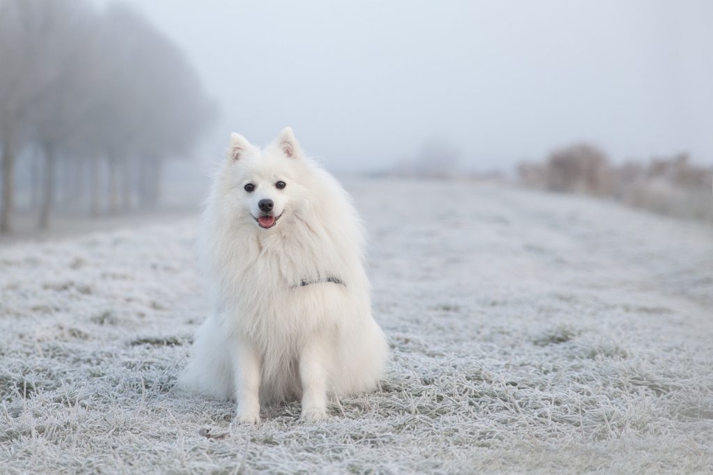 Dog Poop Pickup in Sylvan Lake