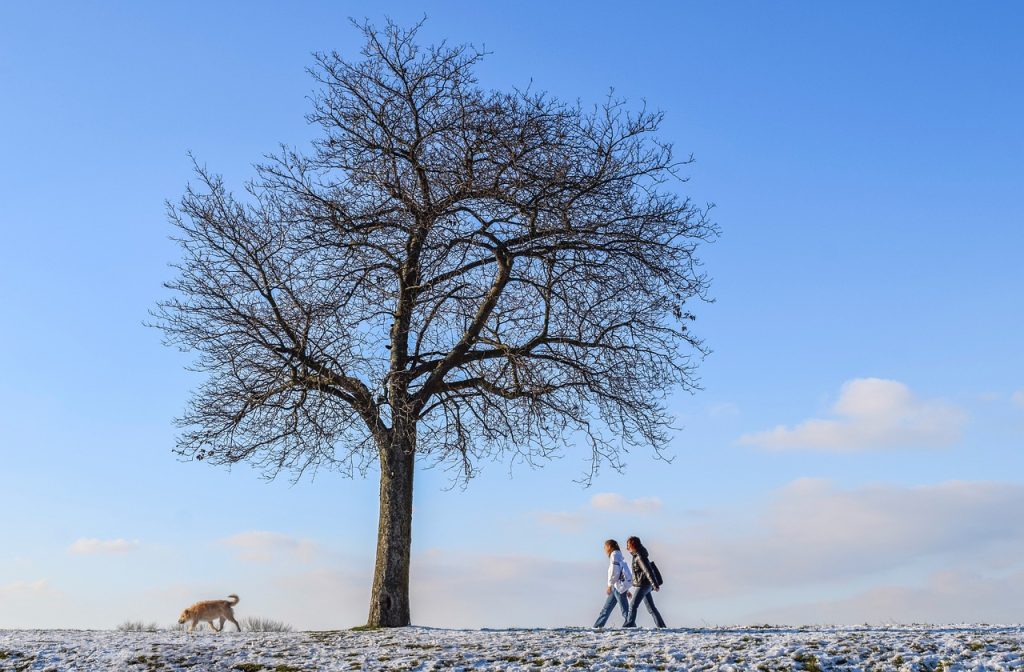 Dog Poop Pickup in Sylvan Lake